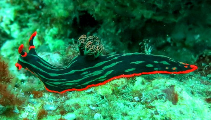 Kubaryana's Nembrotha